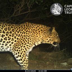 Leopard